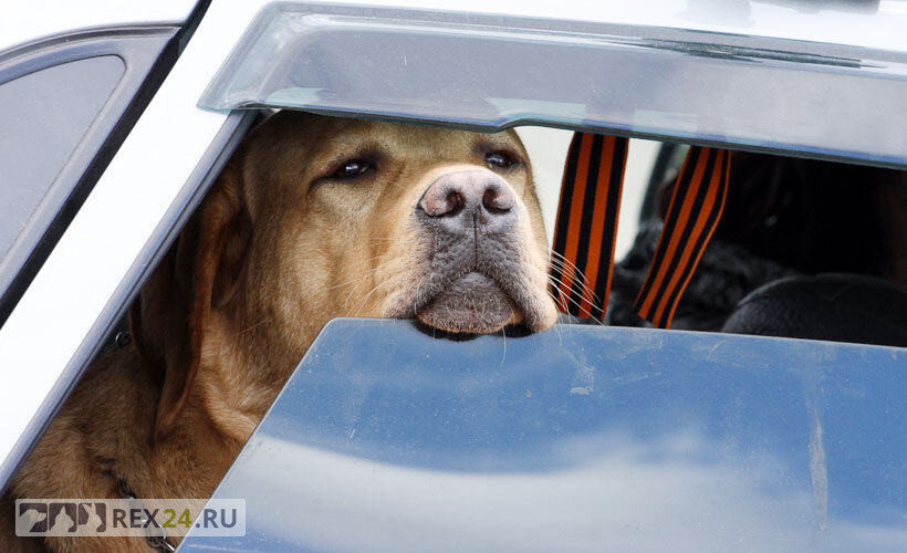 Фото: iltalehti.fi