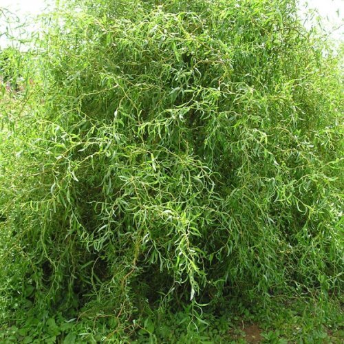 Salix matsudana Tortuos