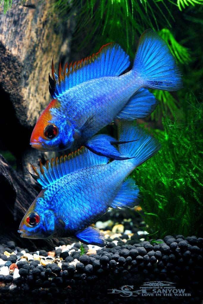 Электрики, сверху самец, снизу самка