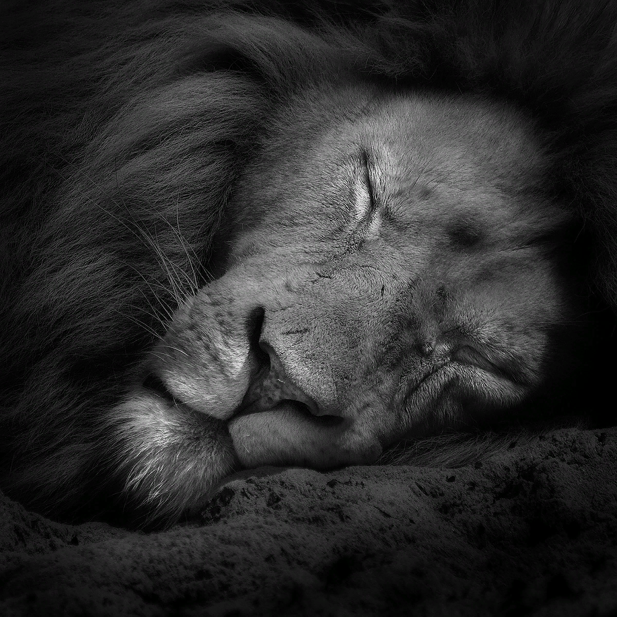 Скучающий лев. Грустный Лев. Одинокий Лев. Плачущий Лев. Лев плачет.