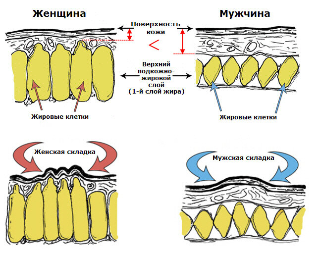 Причина отсутствия мужского целлюлита;)