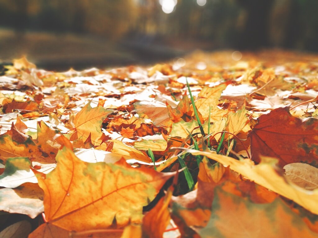  Автор: Виктор Цыплев 