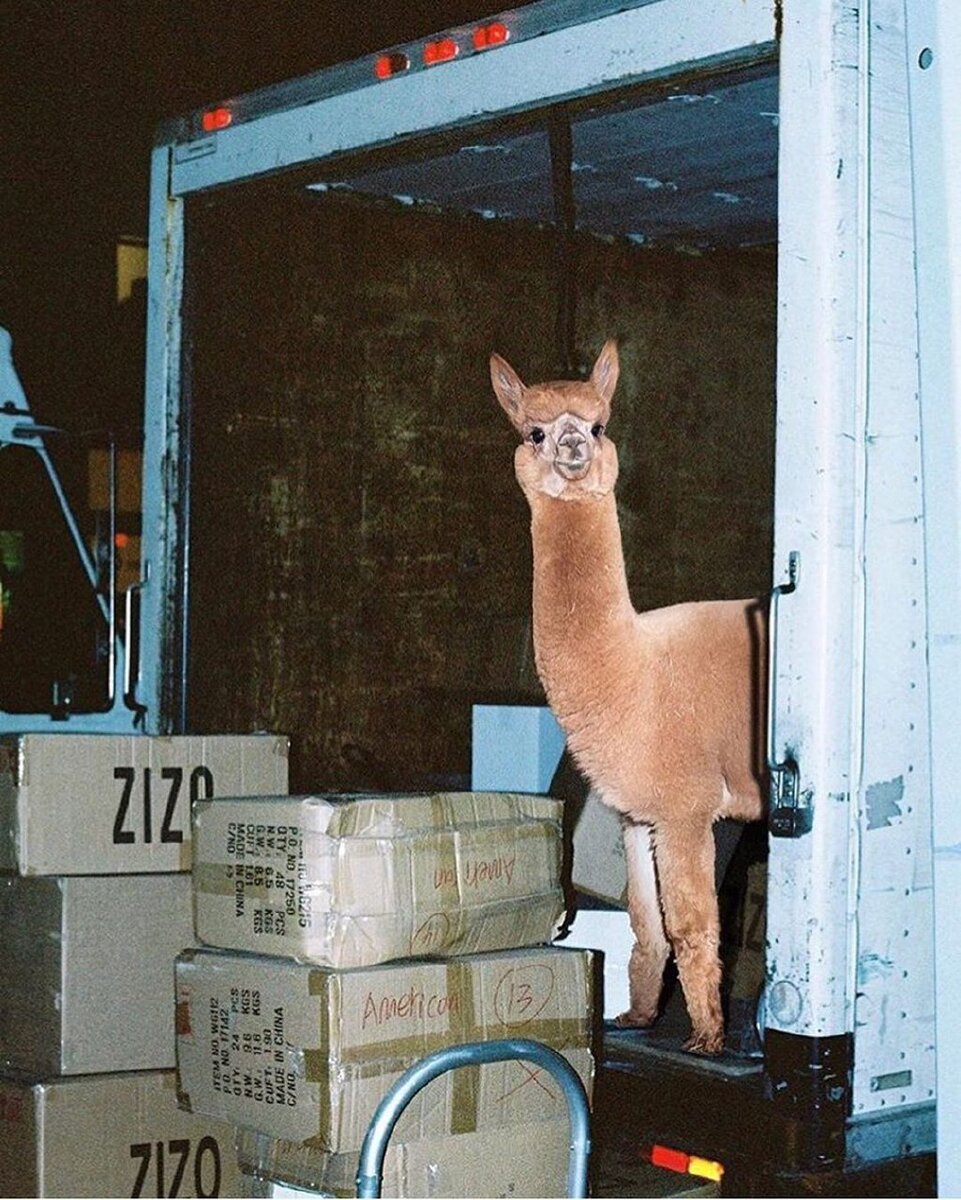 Альпаку заказывали?
