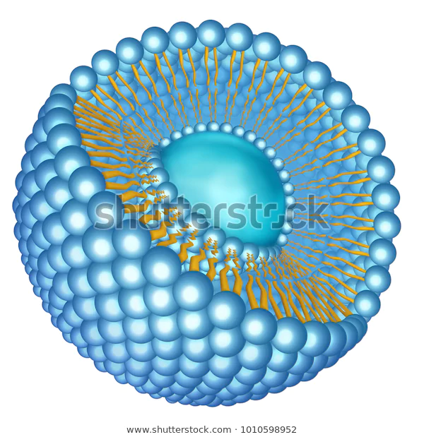 https://www.shutterstock.com/tr/image-illustration/spatial-structure-liposome-1010598952?src=fKKo9AIYp3jJV1lNuEu4pQ-1-0