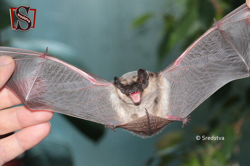 Летучая мышь на балконе в центре Москвы