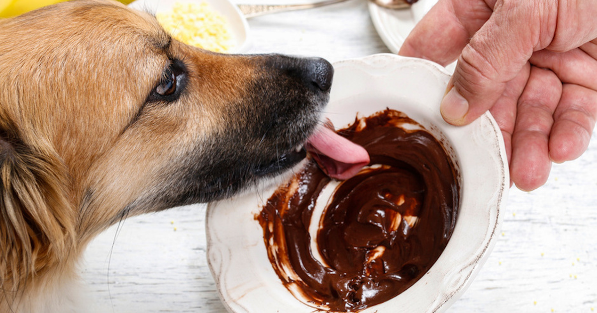 Эй, Щенок! Хочешь Немного Шоколада?