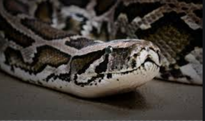 фото originof.ru/news/1196