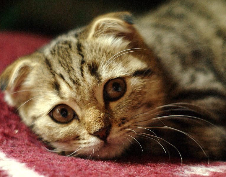 Это Рыся месяца 3 назад -- совсем котенок.