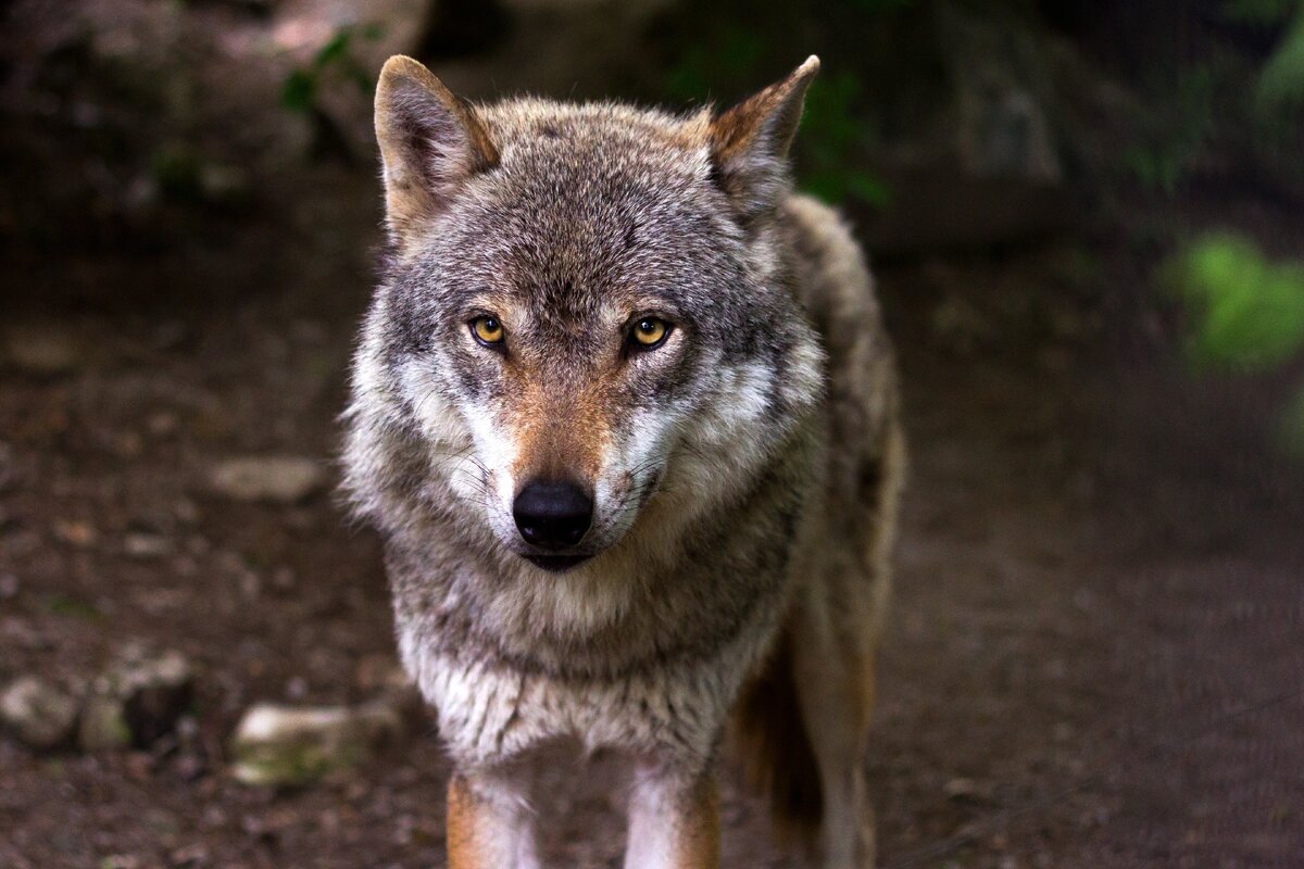https://images.pexels.com/photos/39310/wolf-predator-hunter-canis-lupus-39310.jpeg?cs=srgb&dl=-39310.jpg&fm=jpg