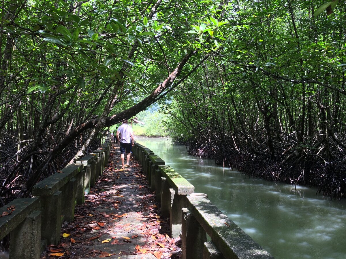 Мангорвые заросли. Здесь тоже я видела змею, благо на безопасном расстоянии