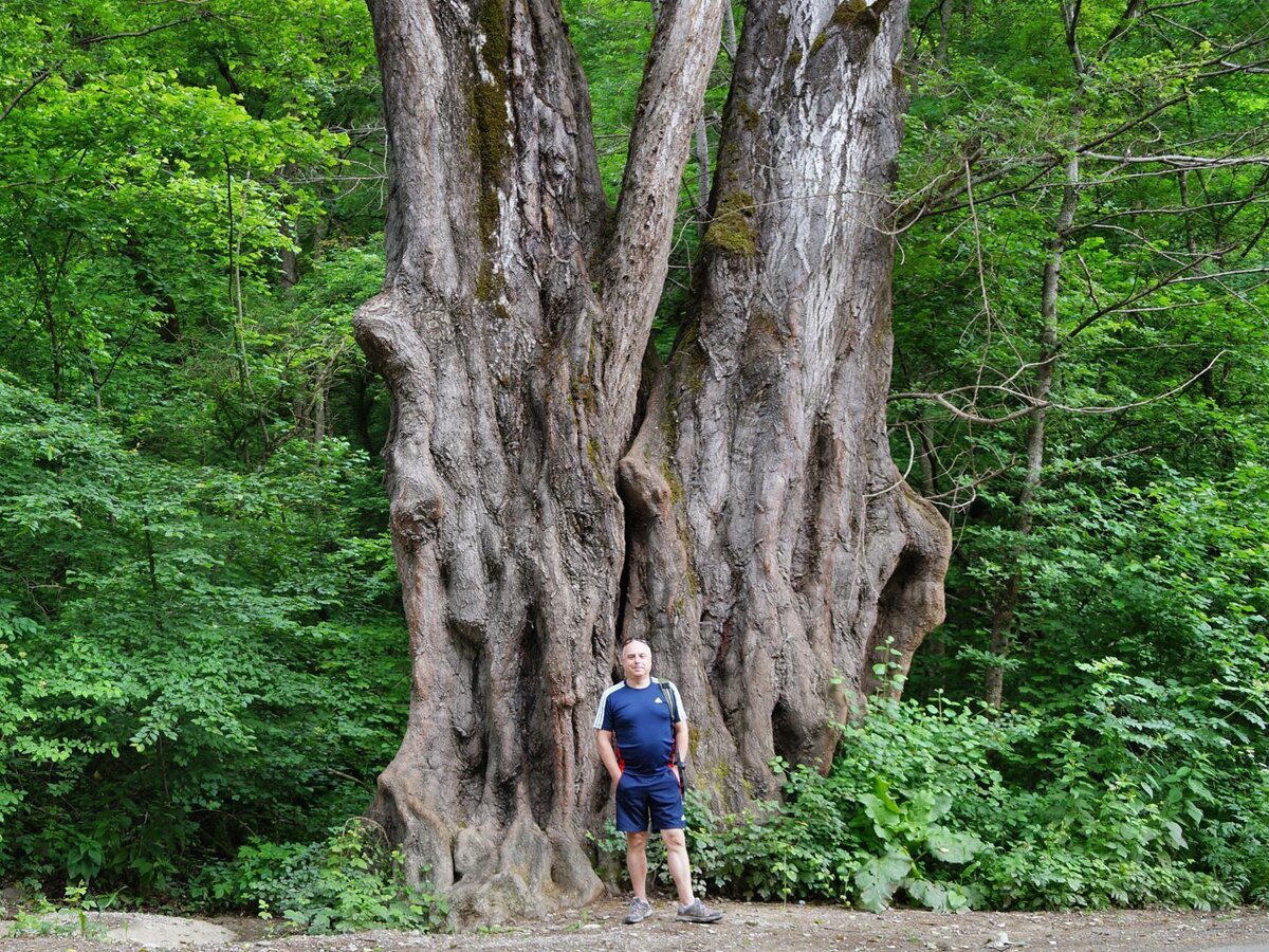 Тополь-белолистка. Здесь и далее - фото автора.