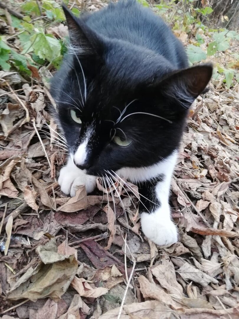 Кот Маркес из Банды Дворян