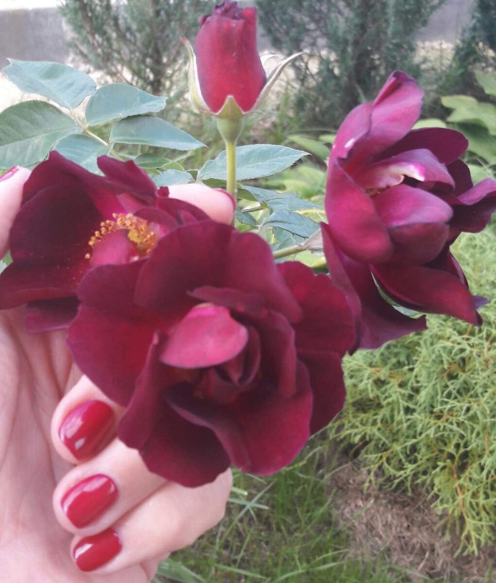 Не с целью маникюр показать), а с целью понять примерный размер цветка. 