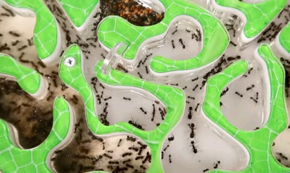 муравьи в домике