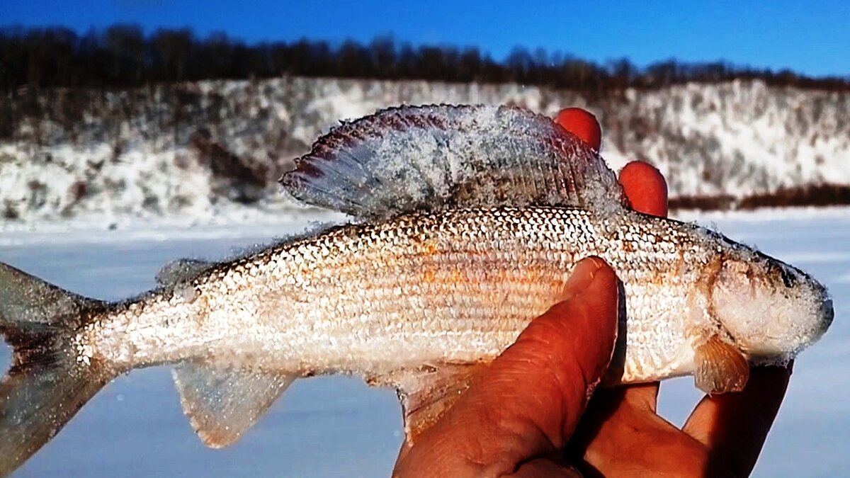 Fisherman DV.27RUS,рыбалка,рыбалка на Хапугу,зимняя рыбалка на Амуре