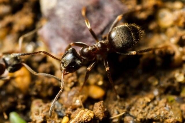 https://pics.botanichka.ru/wp-content/uploads/2016/06/ant-07-640x427.jpg
