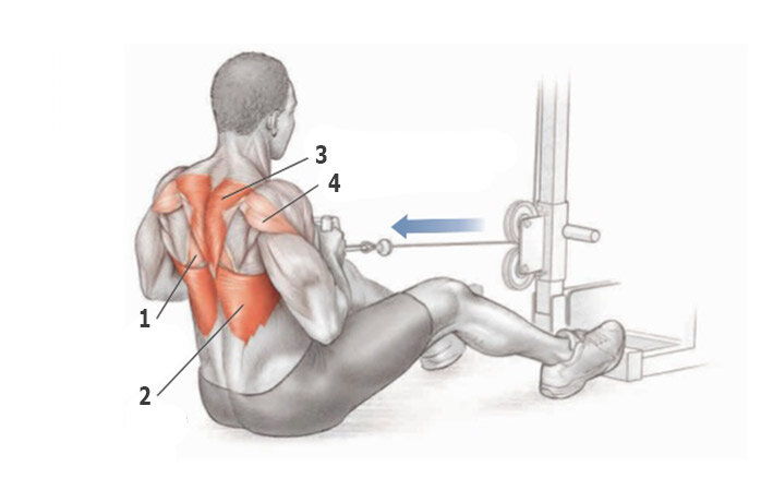 Тяга анатомия силовых упражнений