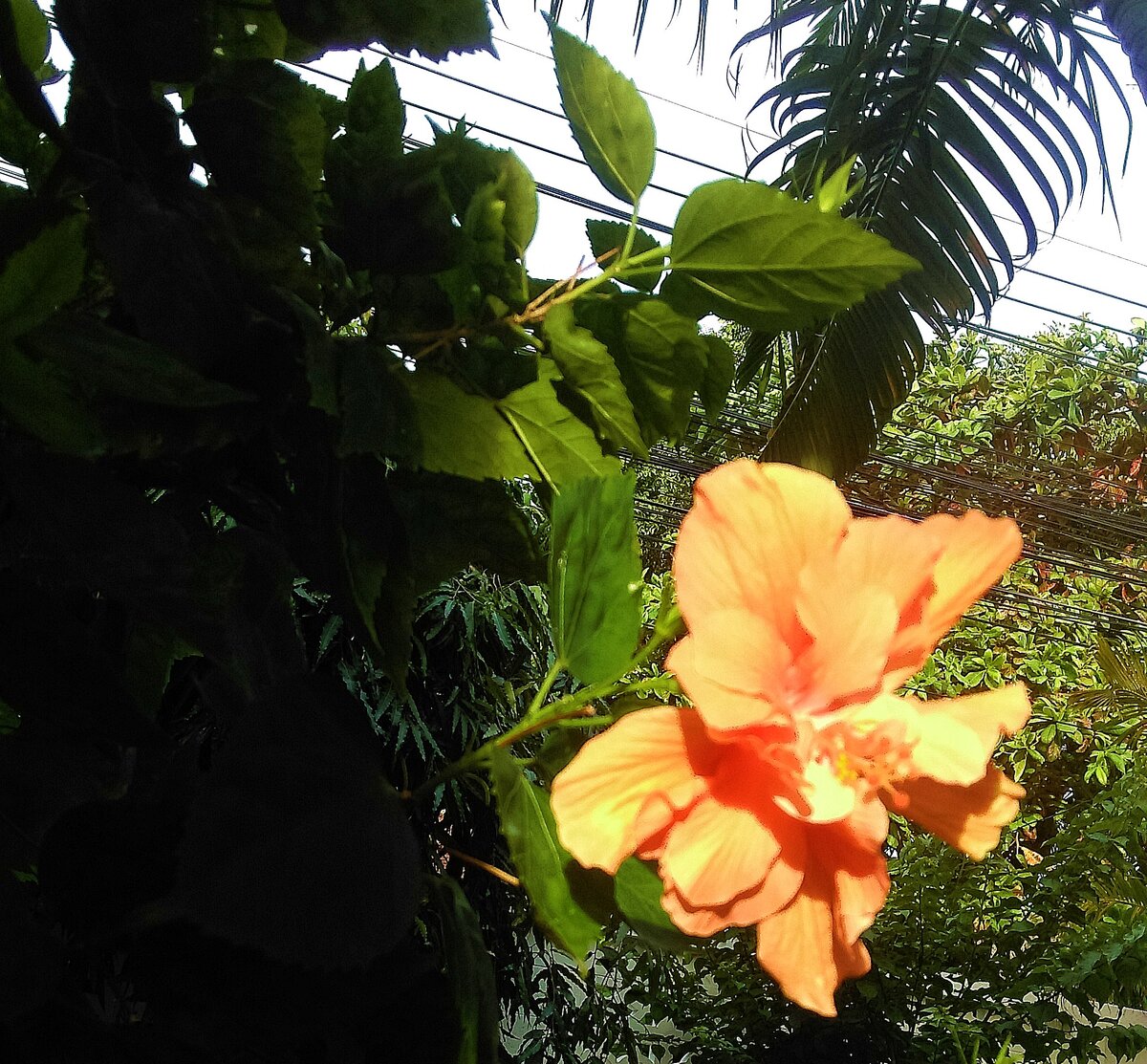 Гибискус в нашем дворе