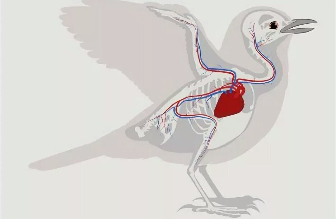 Внутреннее строение птицы