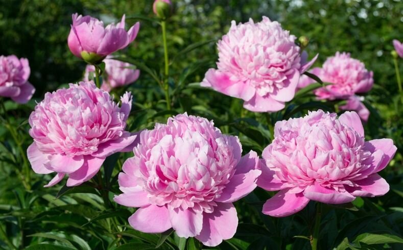 Пионы у меня в саду.