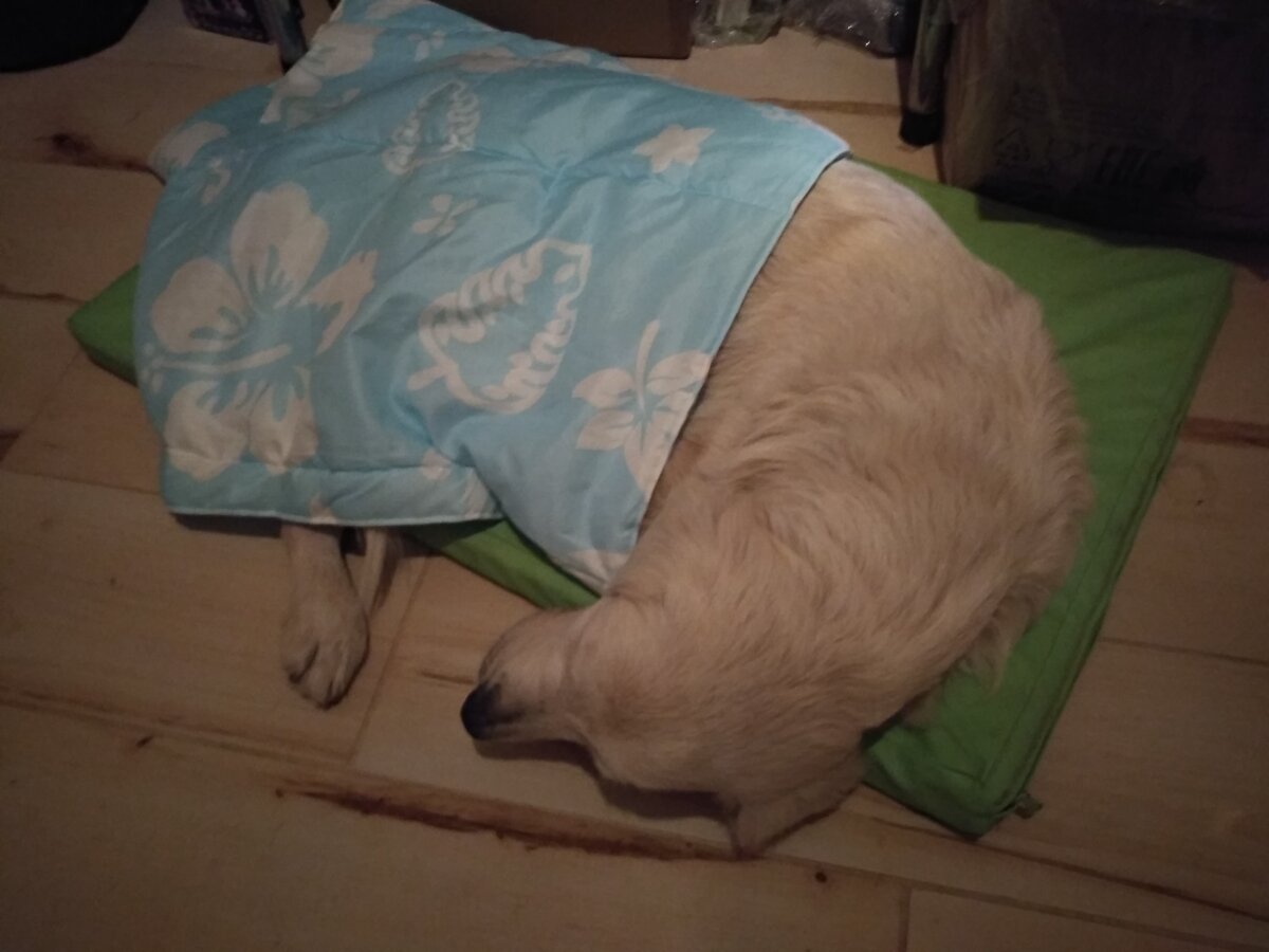 Голди такая худенькая. Ее всегда хочется укрыть