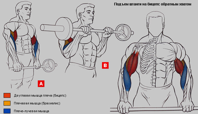 Подъем штанги на бицепс обратным хватом