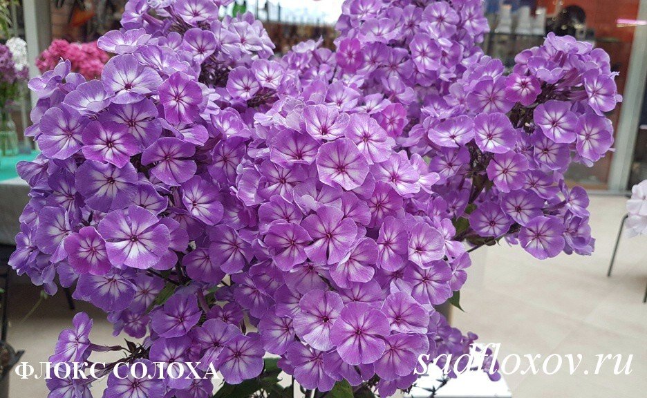 Фото флокса Солоха