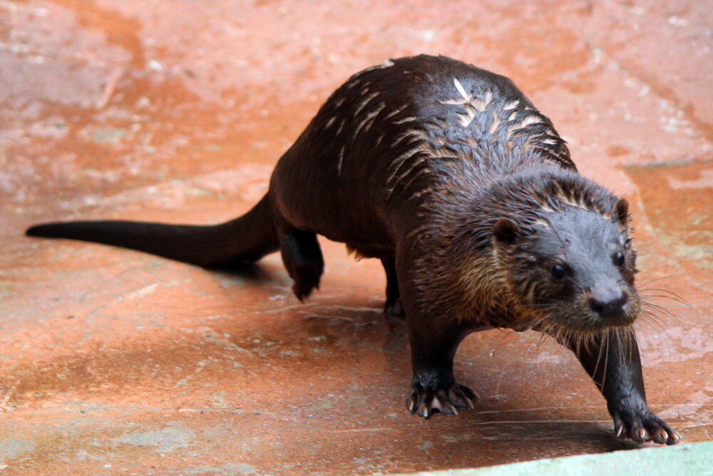 В нижегородском зоопарке «Лимпопо» завершено строительство пингвинария. В данный момент он открыт для посетителей, но вместо пингвинов Гумбольдта там поселись выдры Сэнди и Хвостик. Это семейная пара, которую решено поместить на зиму в шикарные условия. Сэнди и Хвостик резвятся без устали, ведь у них есть большой арсенал мячиков и колец. Гордость пингвинария - внутренний бассейн объёмом 34 метра кубических метра с современной системой фильтрования. Фото и видео пресс-службы зоопарка. 