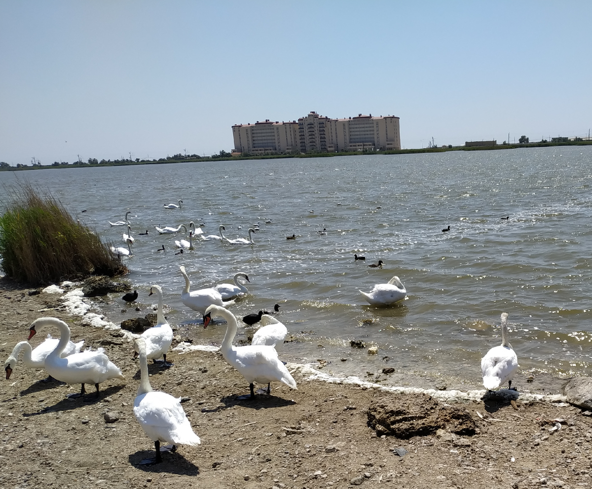 Озеро Сасык, Евпатория, лебеди