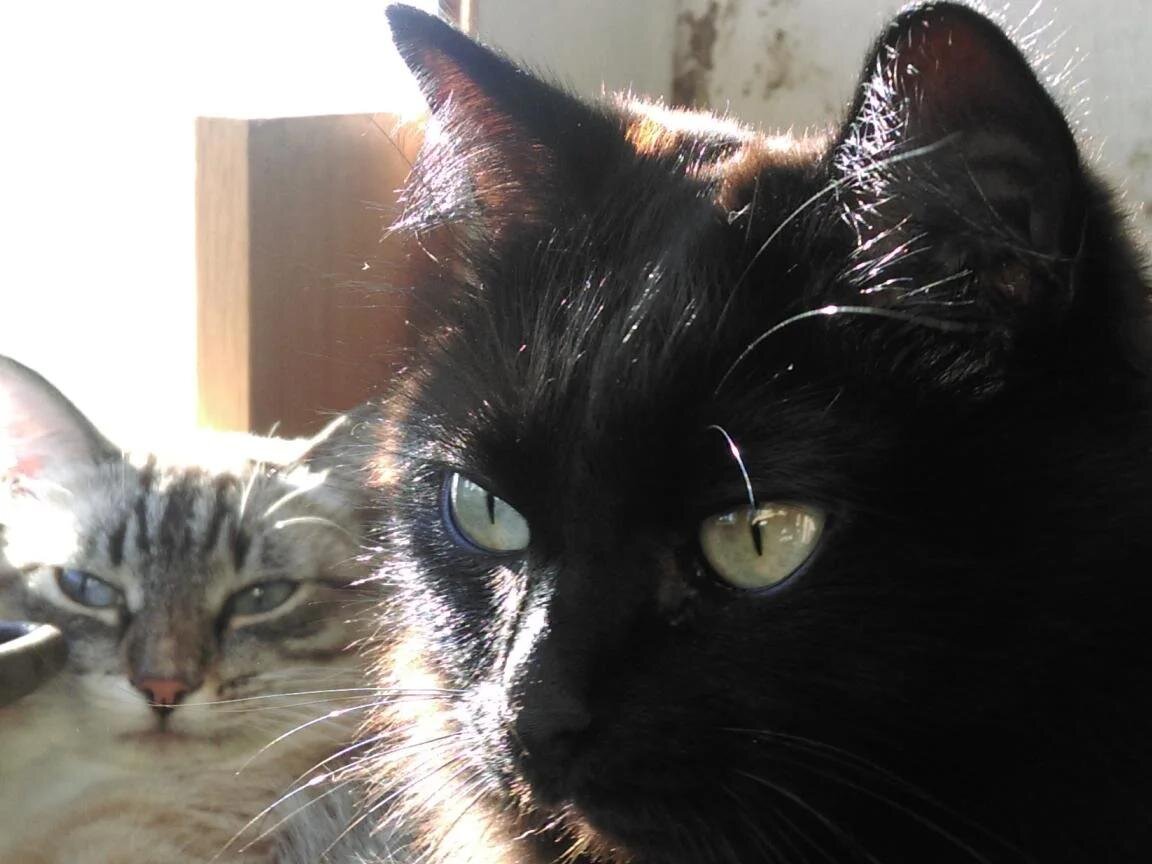 - Ща мы забабахаем вам гороскоп... не говорите, что не просили!