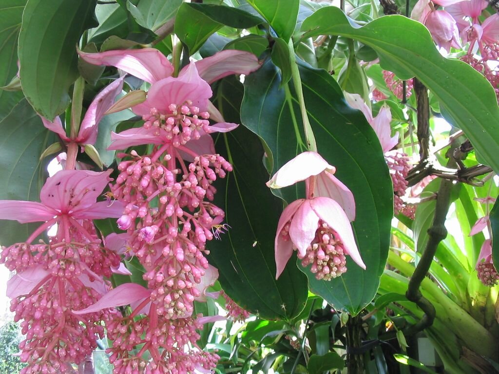 https://flowersroom.info/wp-content/uploads/2018/03/Medinilla_magnifica1024x768.jpg