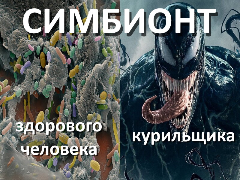 Симбиотические организмы человека
