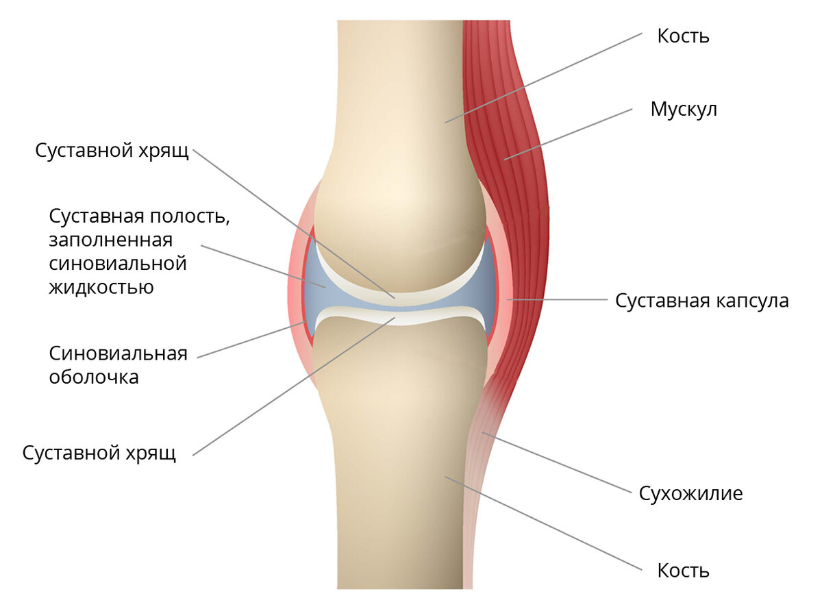 синовиальные сумки коленного сустава