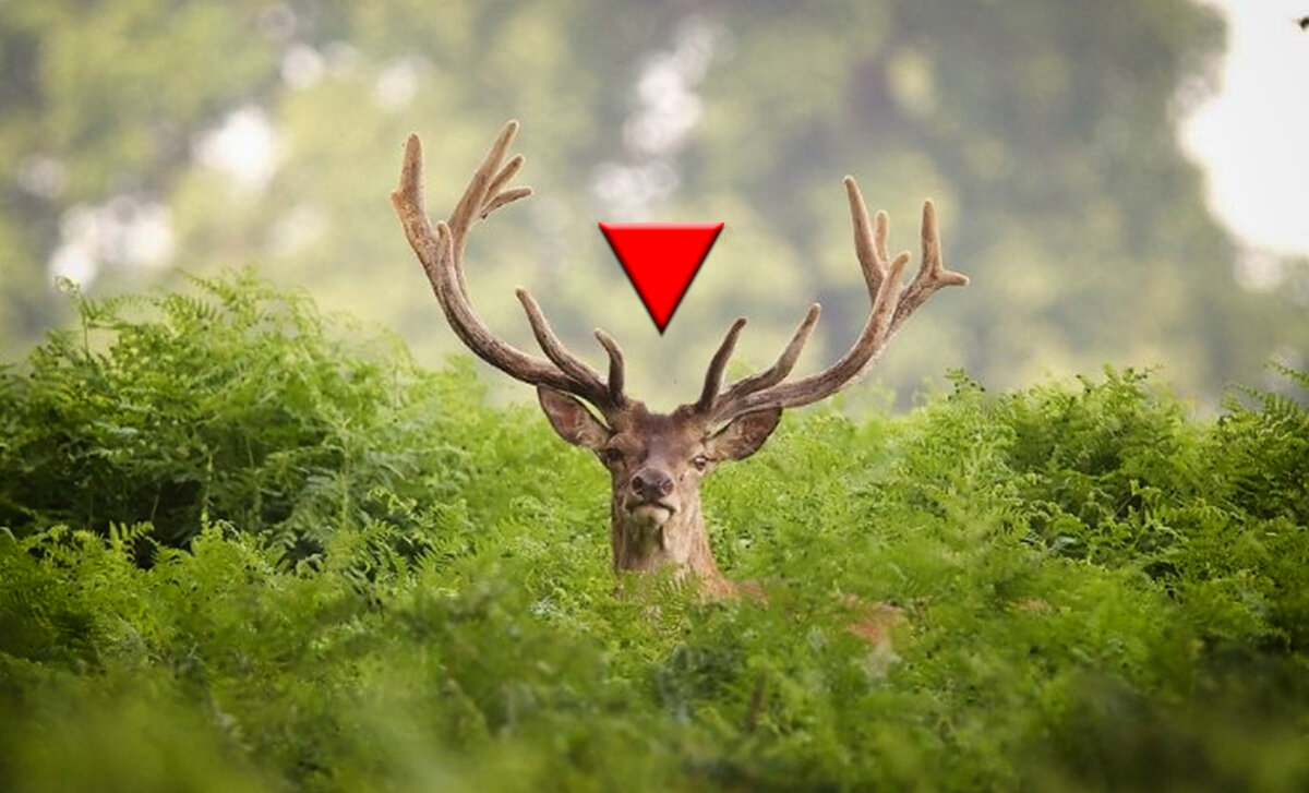 А как это вы меня увидели? Я же в кустах!