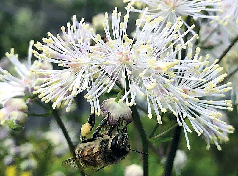 Василистник 'Nimbus White', фото www.terranovanurseries.com