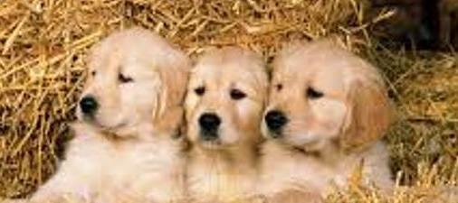 Правда лапулечки.....