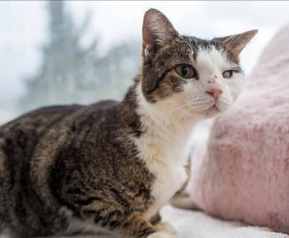 Теперь Фрося не такая красивая, как другие кошки, зато она полностью здорова!