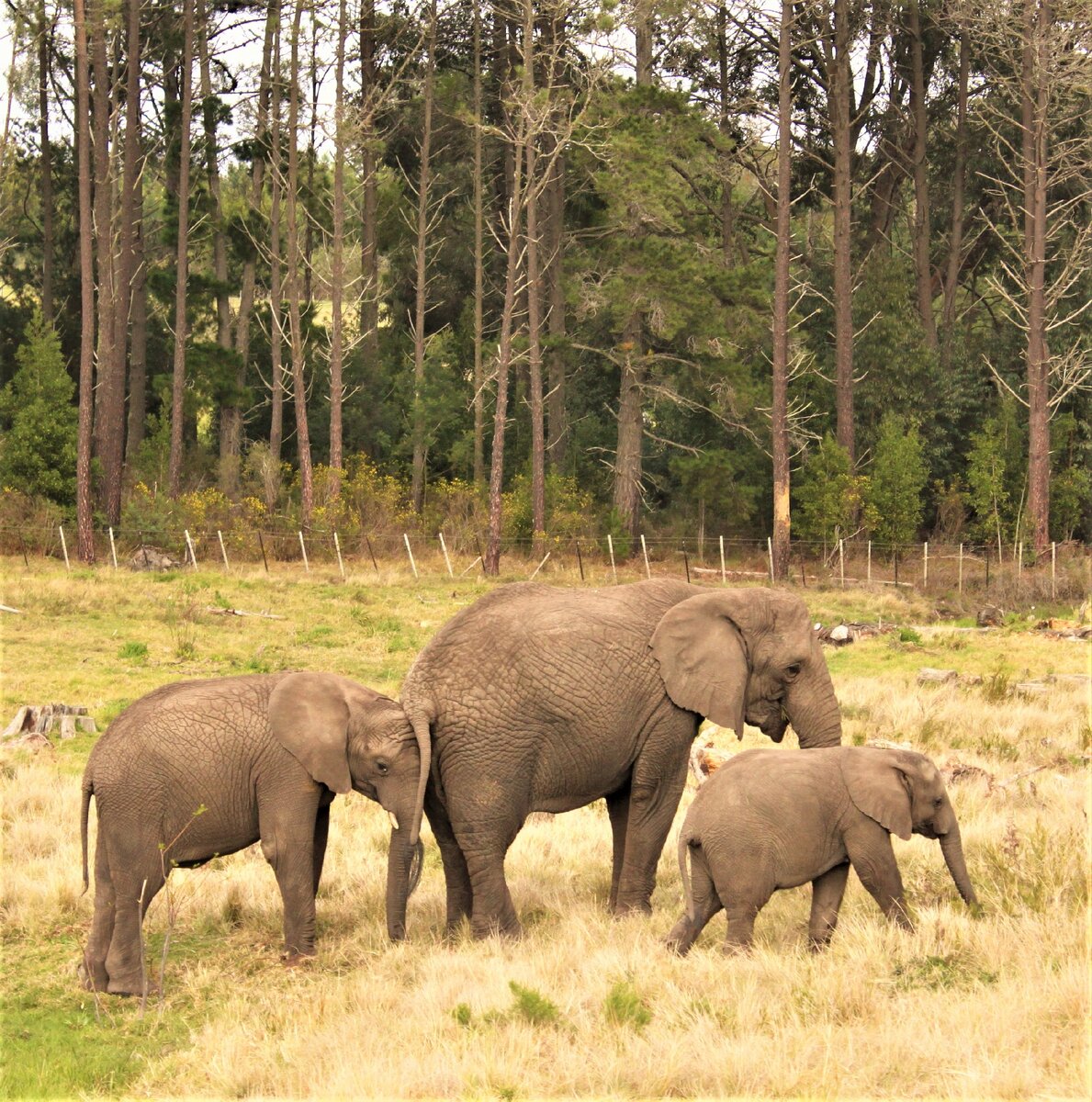 Фото автора. ЮАР Парк слонов  Knysna Elephant Park