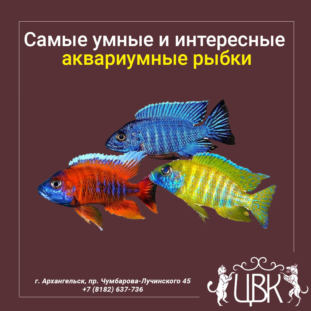 Самые умные и интересные аквариумные рыбки