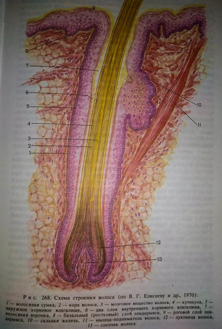 Фото из Анатомии человека. Нас интересуют 2,3,4