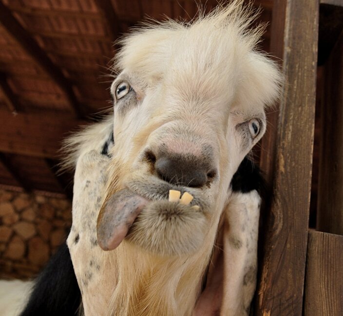 Yandex картинки