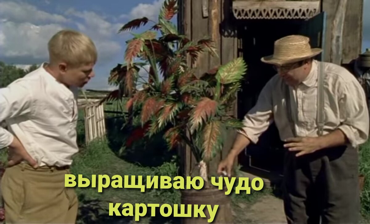 Ждем новый урожай картошки.