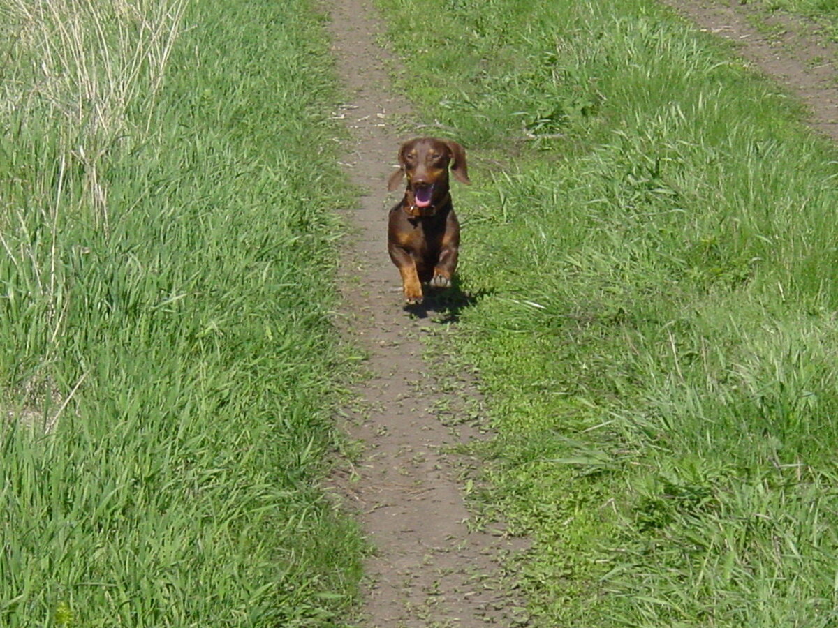 Mokko Maximum Archer Thomas Aloey