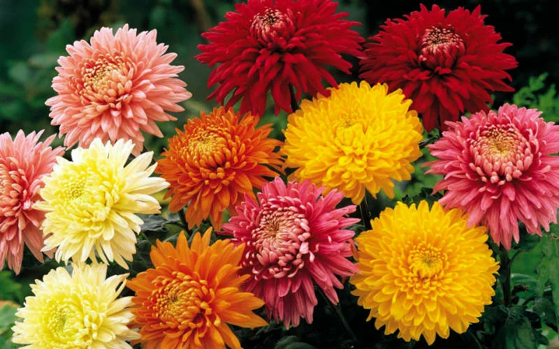 Chrysánthemum, хризантема. 