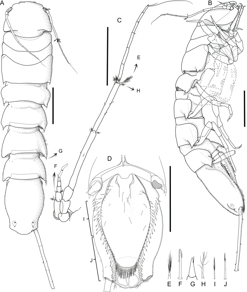 Строение Macrostylus Metallicola. Фото с PeerJ.