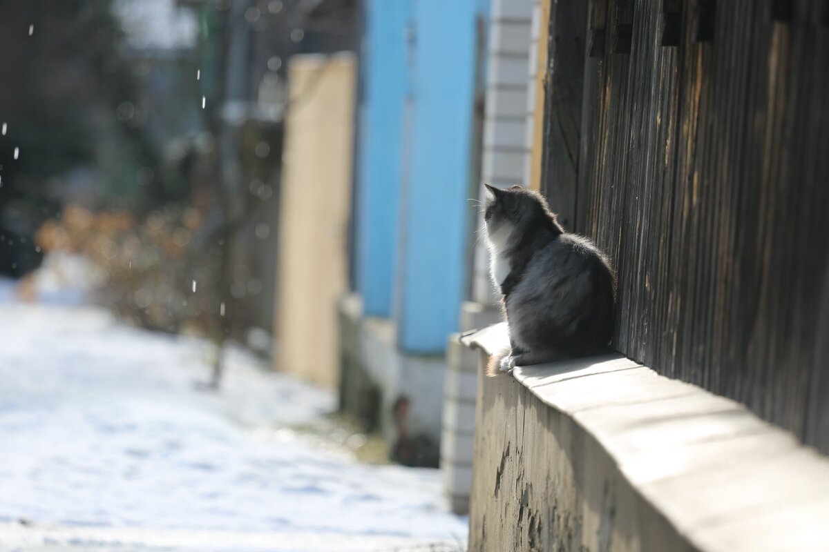Пушистый житель в ожидании весны. Суздаль 2020. 