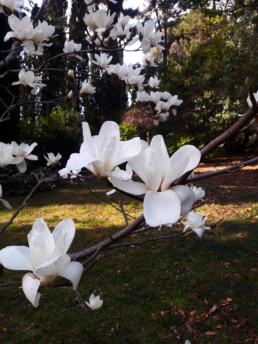 И всех девушек и женщин поздравляю с  праздником! В качестве презента, фото самых весенних цветов - магнолий из Сочинского дендрария