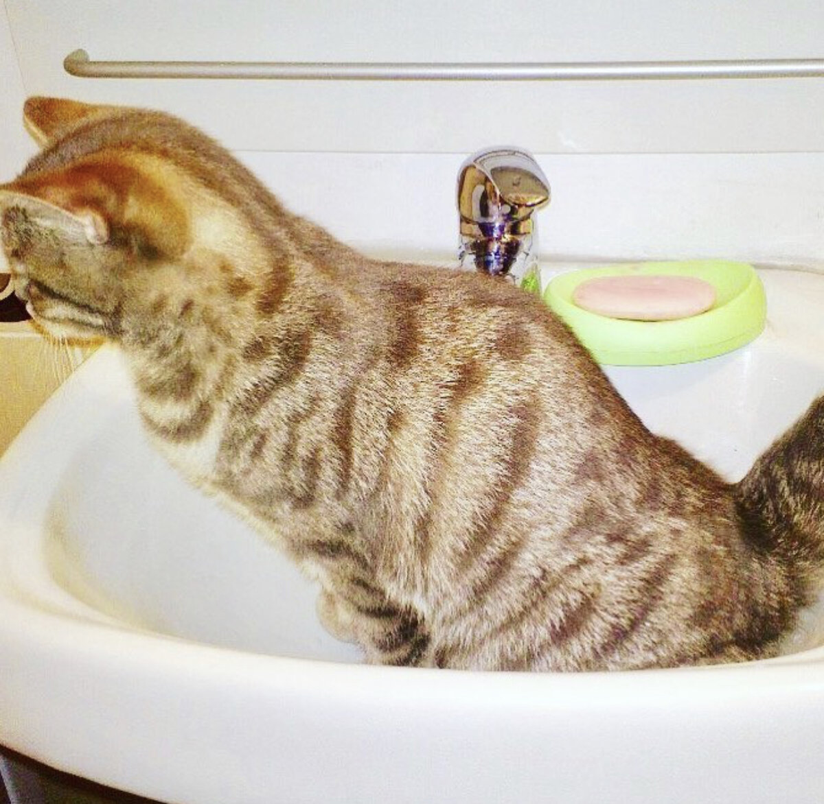 Как приучить котенка к туалету? 5 секретов от опытных заводчиков. | Котов  много не бывает | Дзен