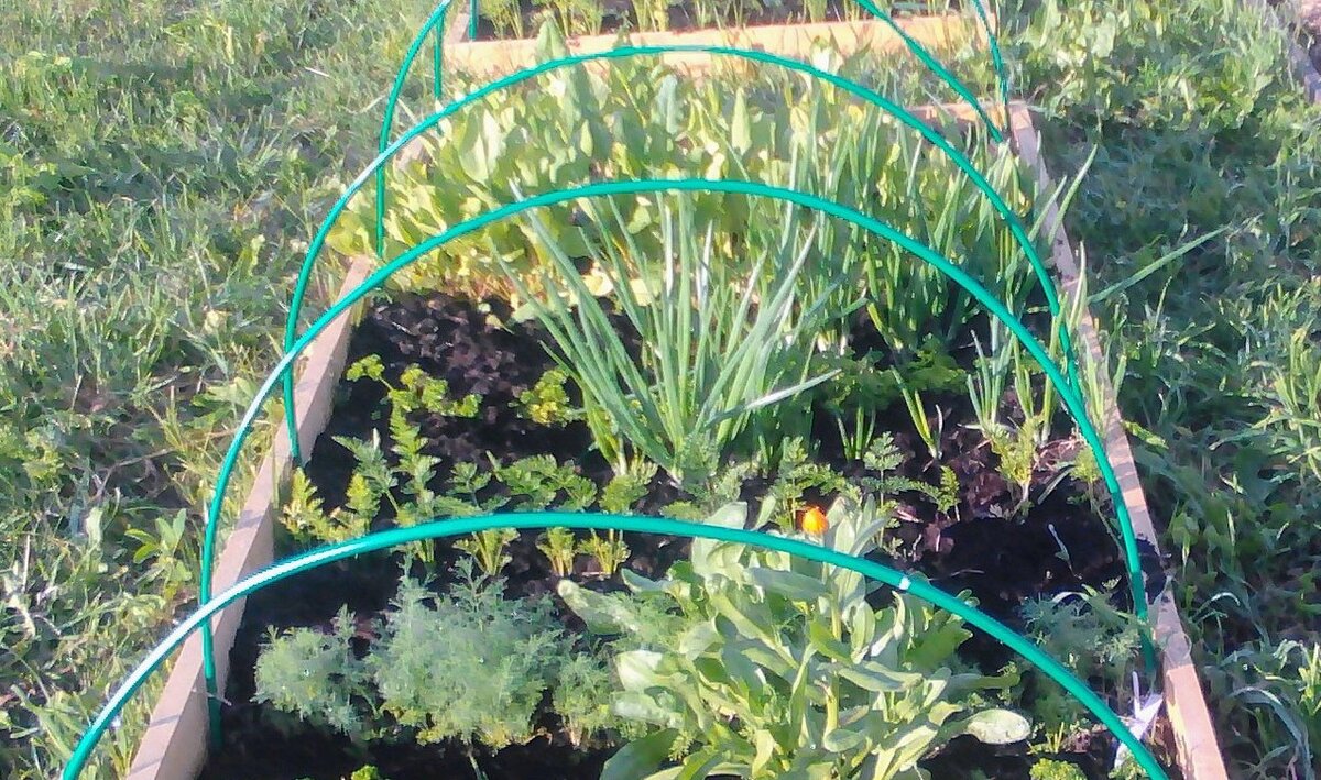 Моя первая грядка с зеленью на "целине", щавель на заднем плане