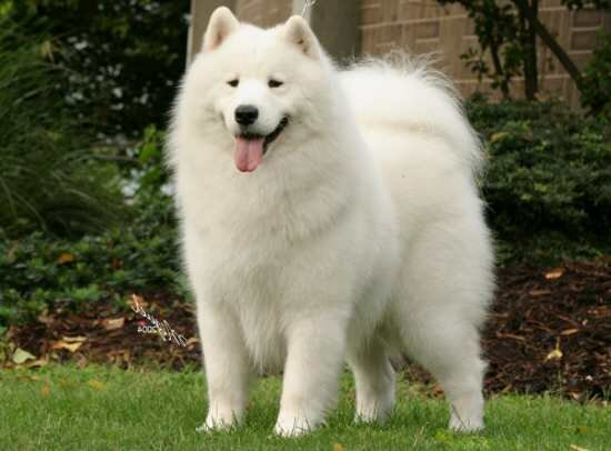 Фото из интернета